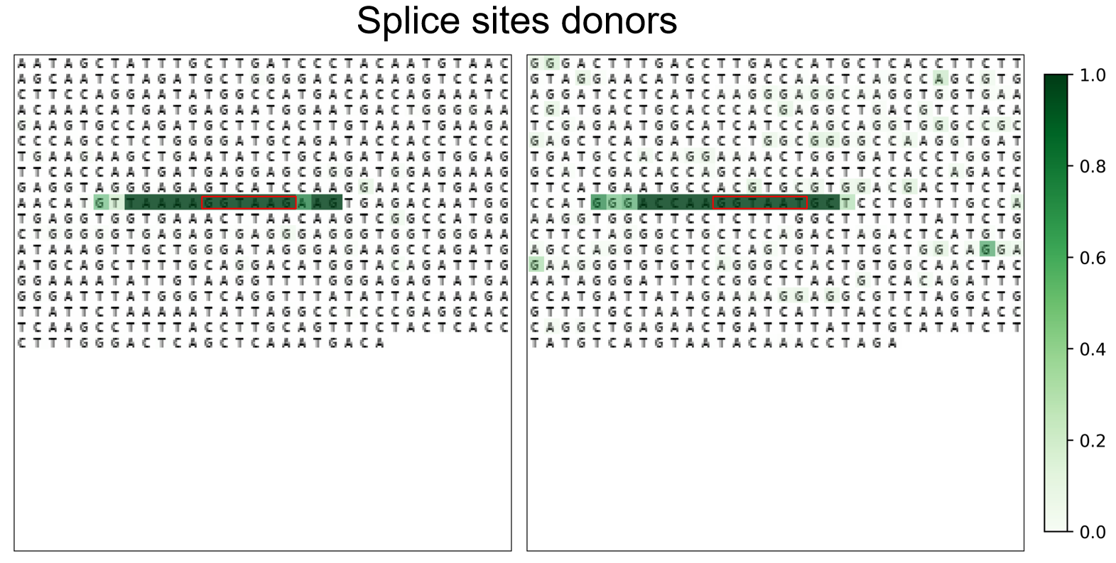 Integrated Gradients attribution maps over rendered splice-site donor DNA
