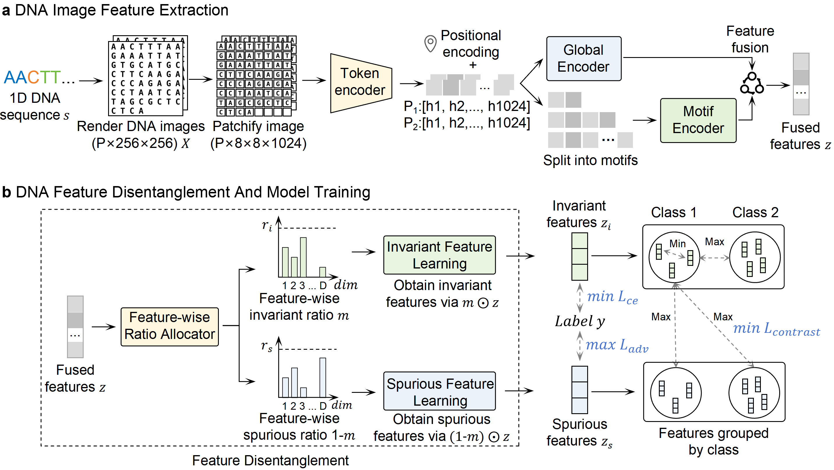 Overview of the ShiftGeno visual DNA modeling and feature disentanglement pipeline